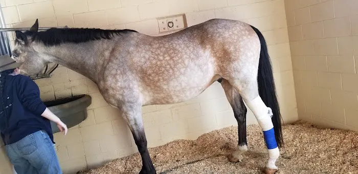 West Coast Equine Picture 4