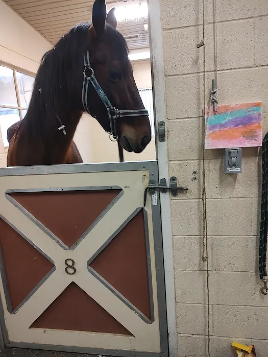 West Coast Equine Picture 3