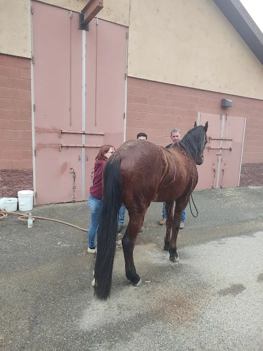 West Coast Equine Picture 9