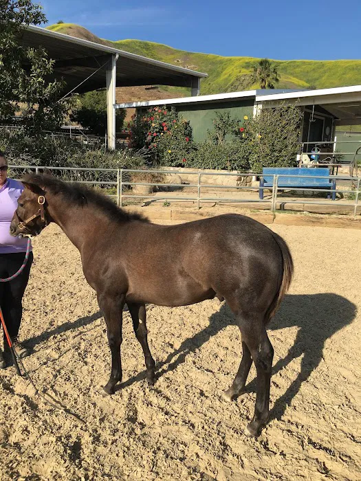 Humphrey Giacopuzzi & Associates Equine Hospital Picture 3