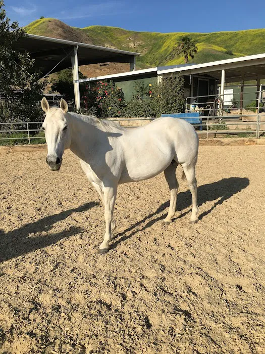 Humphrey Giacopuzzi & Associates Equine Hospital Picture 5