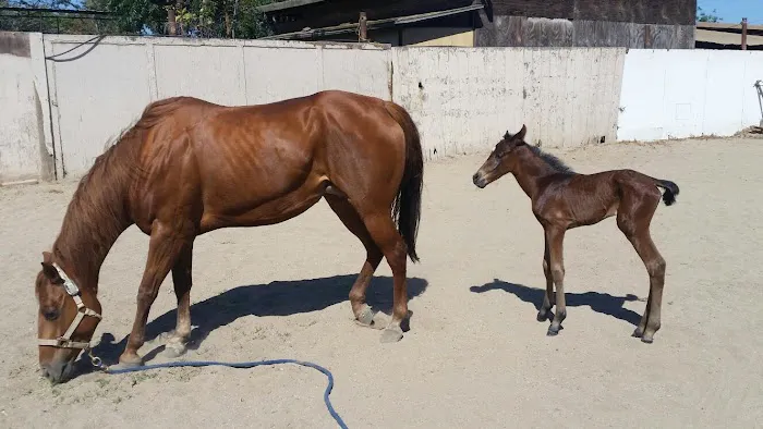 Humphrey Giacopuzzi & Associates Equine Hospital Picture 4