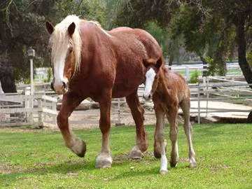 Humphrey Giacopuzzi & Associates Equine Hospital Picture 7