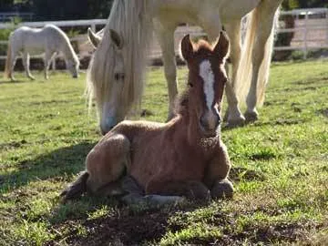 Humphrey Giacopuzzi & Associates Equine Hospital Picture 9