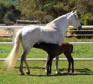 Humphrey Giacopuzzi & Associates Equine Hospital Picture 6