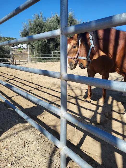 Progressive Equine Picture 3