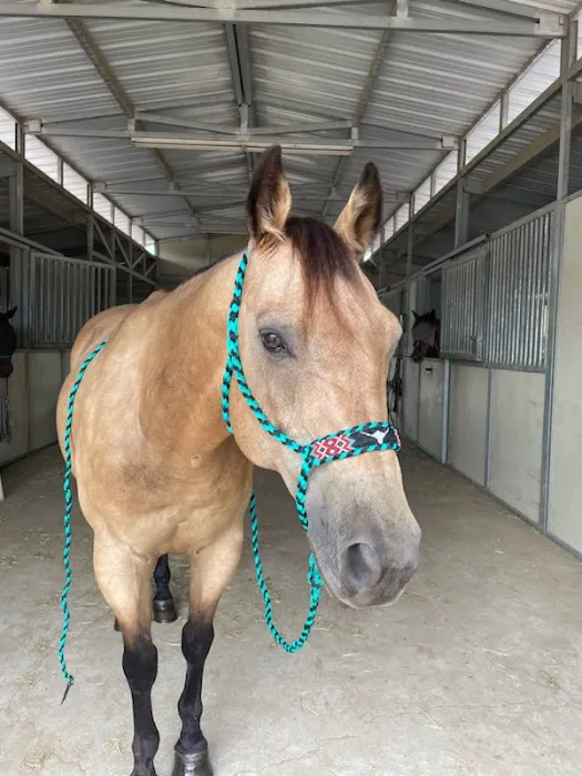 Progressive Equine Picture 5