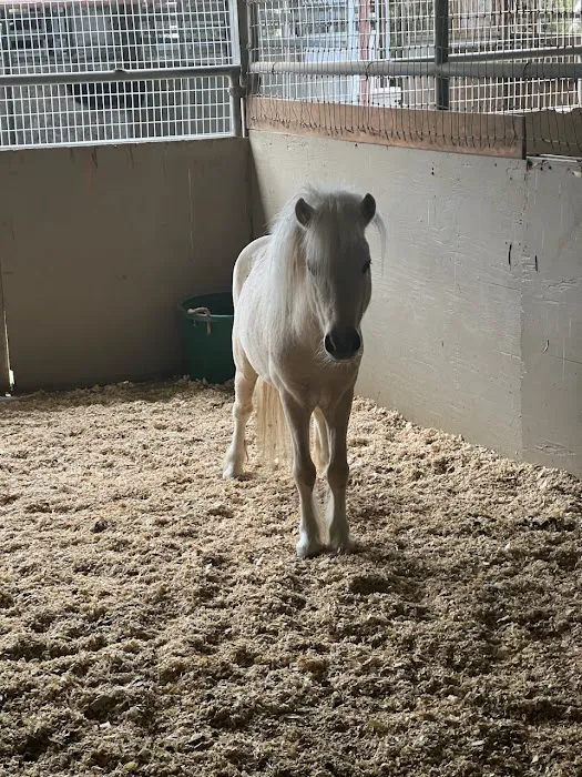 Progressive Equine Picture 8