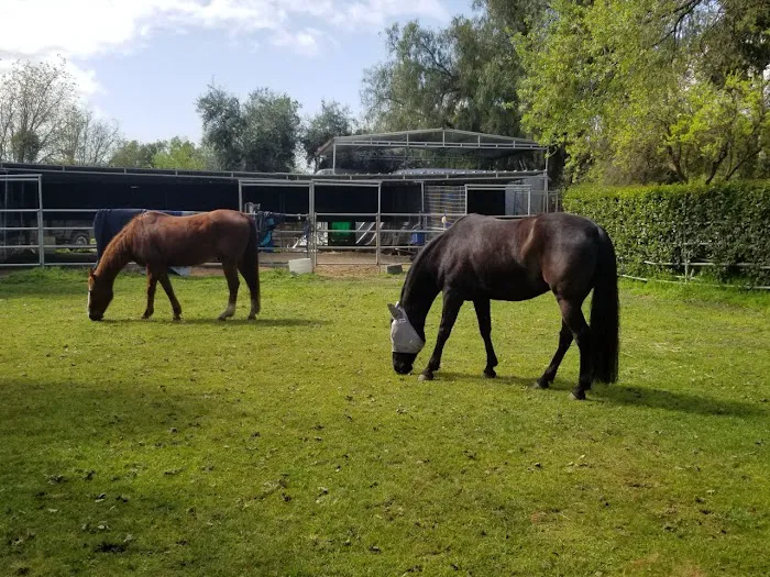 Progressive Equine Picture 10