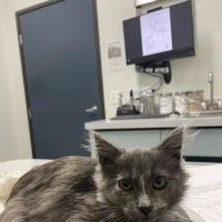 Las Posas Veterinary Medical Center ico