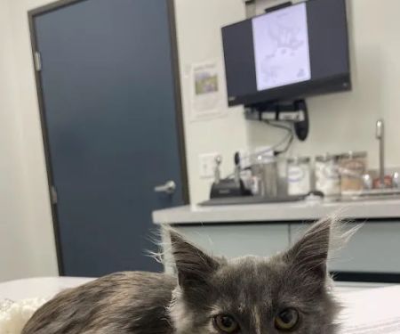 Las Posas Veterinary Medical Center