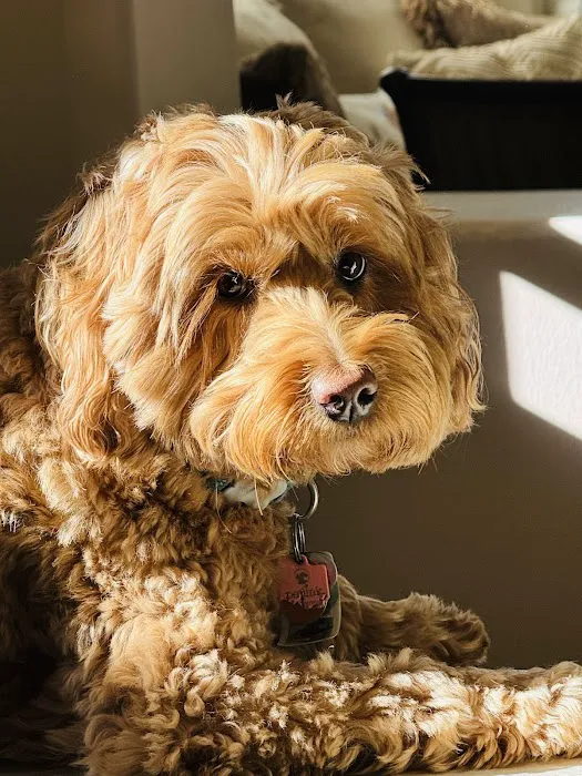 Las Posas Veterinary Medical Center Picture 5