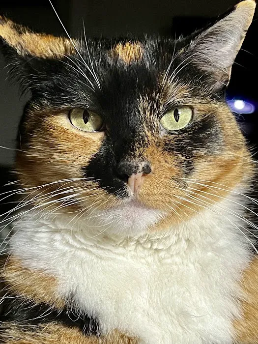 Las Posas Veterinary Medical Center Picture 4