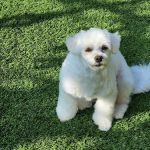 Valley Veterinary Clinic