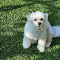 Valley Veterinary Clinic ico