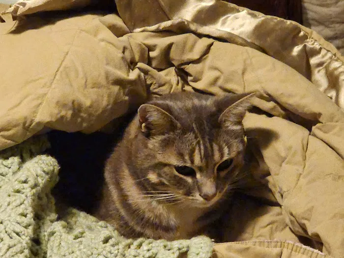 Valley Veterinary Clinic Picture 5