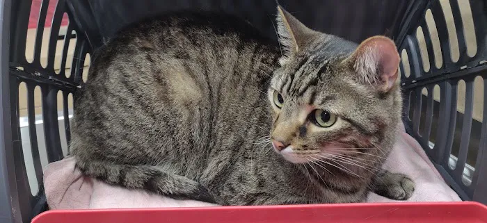 Valley Veterinary Clinic Picture 2