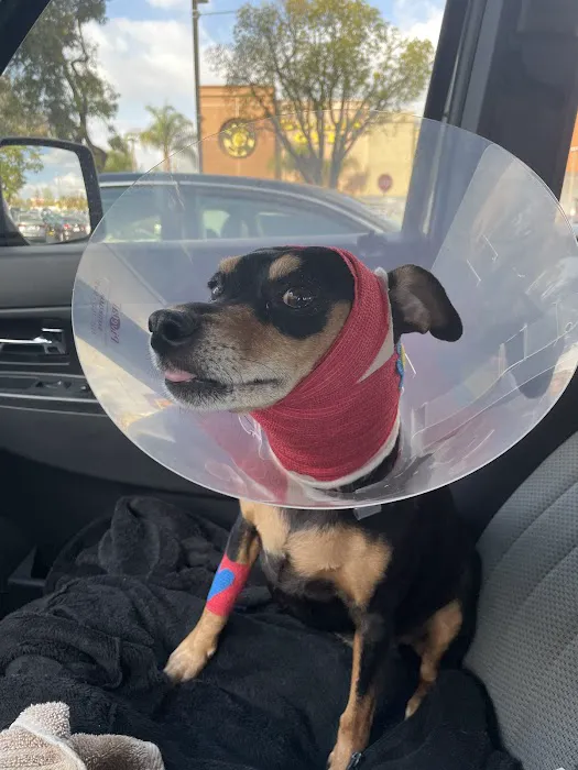 Simi Valley Animal Hospital Picture 1