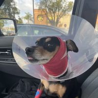 Simi Valley Animal Hospital ico