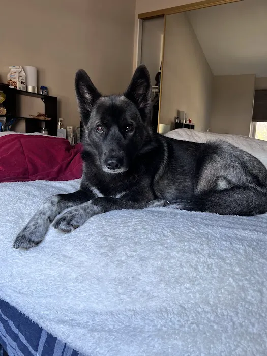 Simi Valley Non-Profit Spay and Neuter Clinic Picture 1