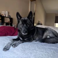 Simi Valley Non-Profit Spay and Neuter Clinic ico