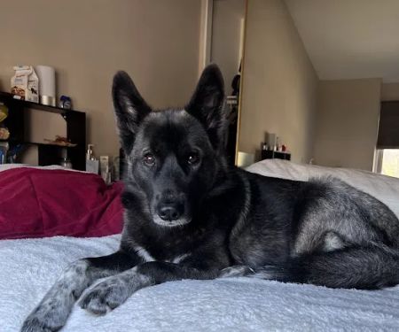 Simi Valley Non-Profit Spay and Neuter Clinic