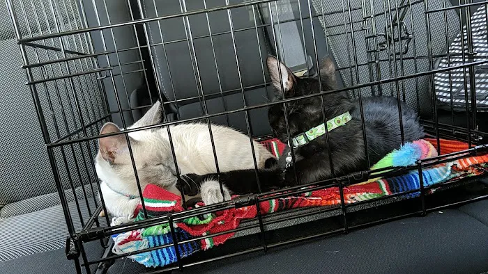 Simi Valley Non-Profit Spay and Neuter Clinic Picture 2