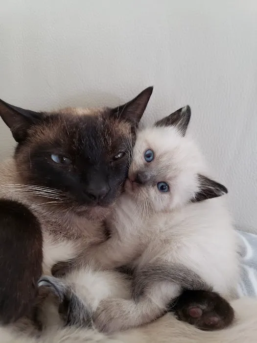 Simi Valley Non-Profit Spay and Neuter Clinic Picture 5