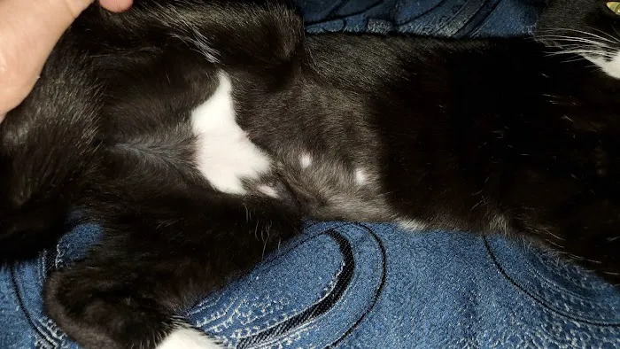 Simi Valley Non-Profit Spay and Neuter Clinic Picture 4