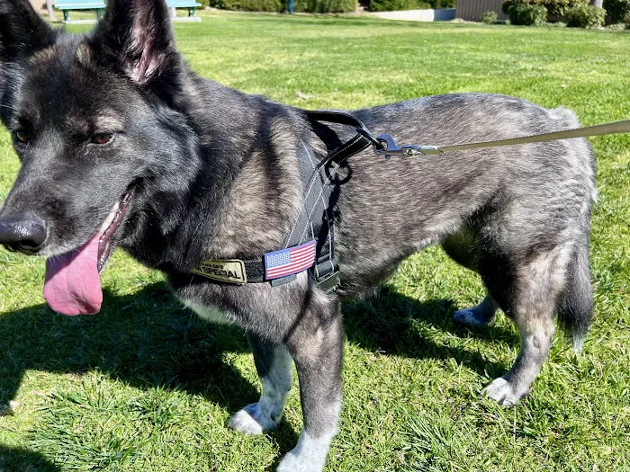 Simi Valley Non-Profit Spay and Neuter Clinic Picture 7