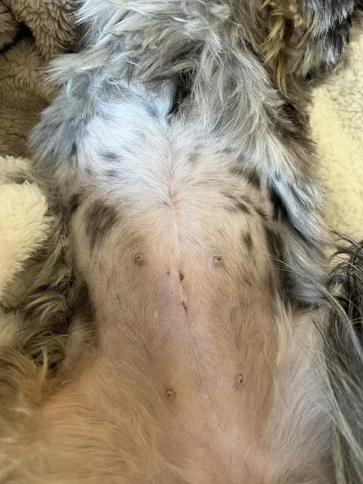 Simi Valley Non-Profit Spay and Neuter Clinic Picture 10