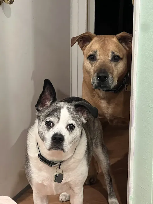 Angeles Animal Hospital Picture 1