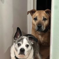 Angeles Animal Hospital ico