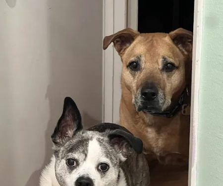 Angeles Animal Hospital