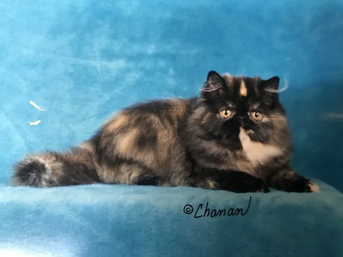 Angeles Animal Hospital Picture 6