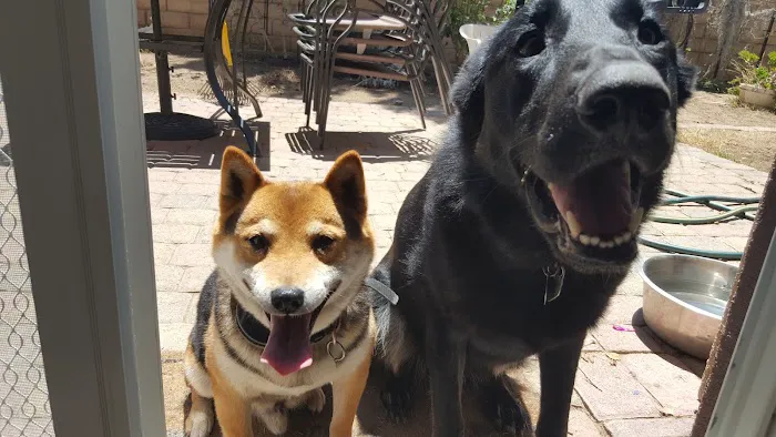 Angeles Animal Hospital Picture 7