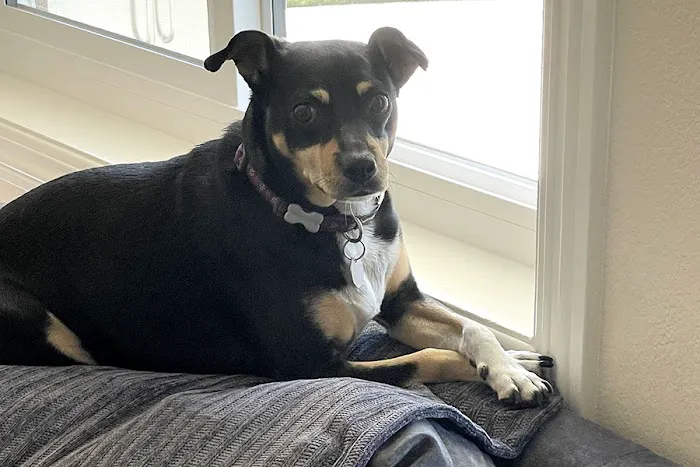 Angeles Animal Hospital Picture 9