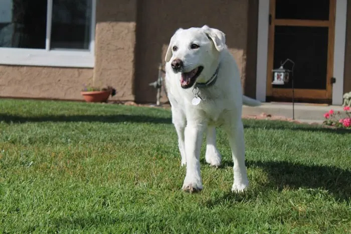 Angeles Animal Hospital Picture 8