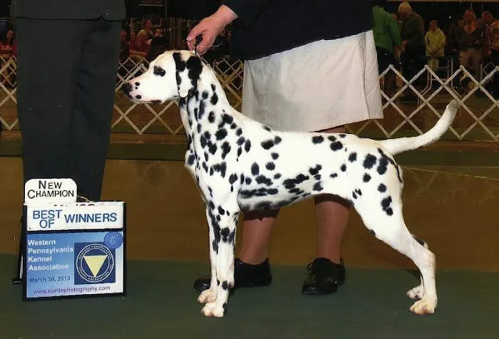 Dr. Ron's Animal Hospital Picture 5