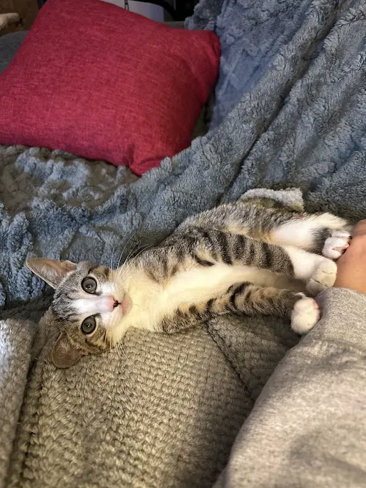 Dr. Ron's Animal Hospital Picture 3