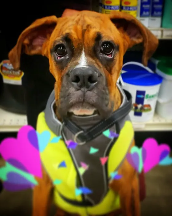 Pet Pawz-itive Picture 1