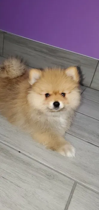 Pet Pawz-itive Picture 3