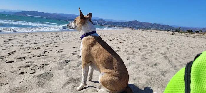 Pet Pawz-itive Picture 6