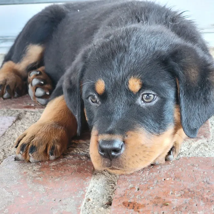 Pet Pawz-itive Picture 5