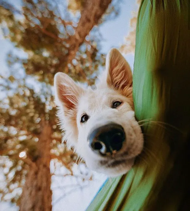 Pet Pawz-itive Picture 8