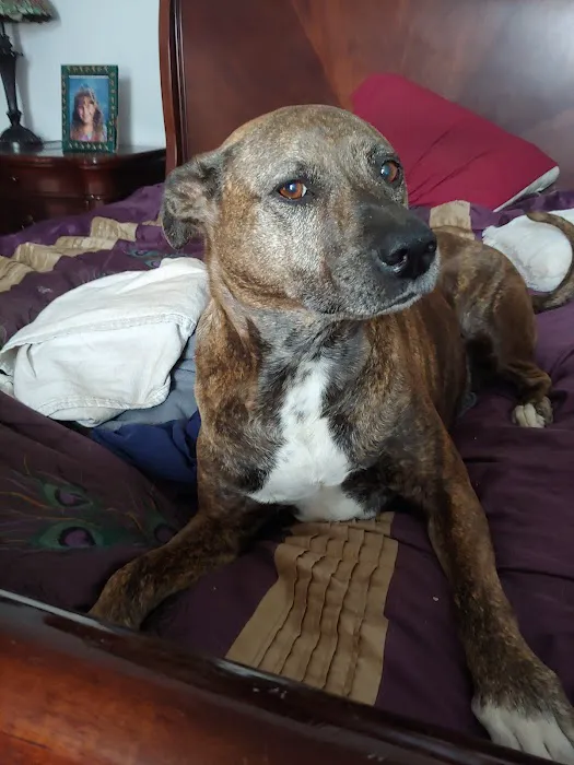 Sun City Veterinary Clinic Picture 2