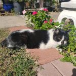 Sun City Veterinary Clinic