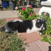 Sun City Veterinary Clinic ico