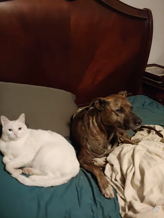 Sun City Veterinary Clinic Picture 3