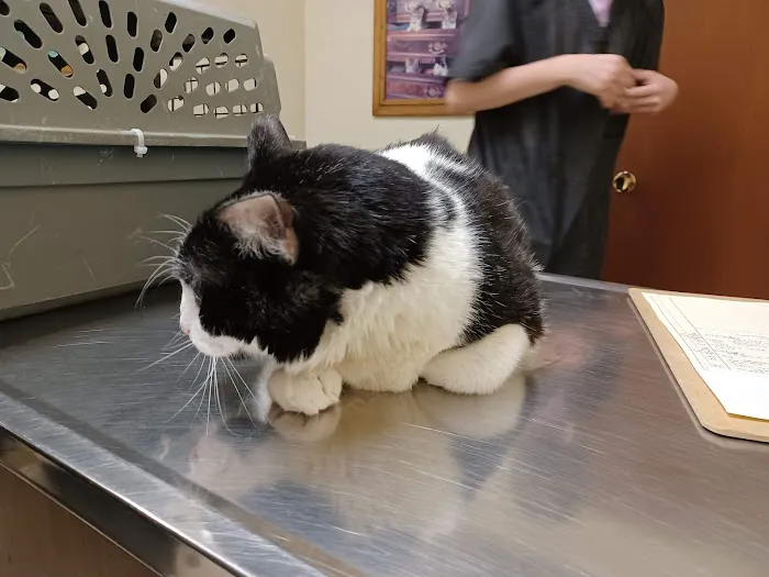 Sun City Veterinary Clinic Picture 4